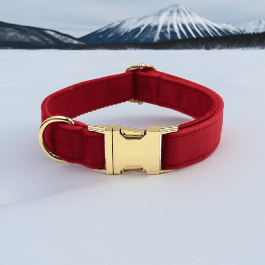 Personalized Dog Collar – Custom Name & Contact Info - PUPESSEN